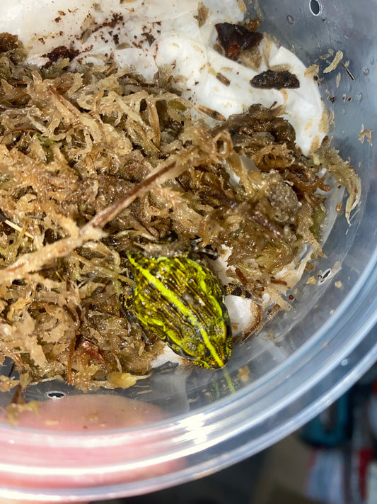 Green Pixie Frog