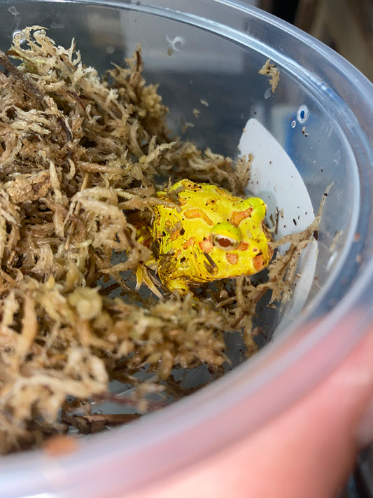 Albino Pac Man Frog