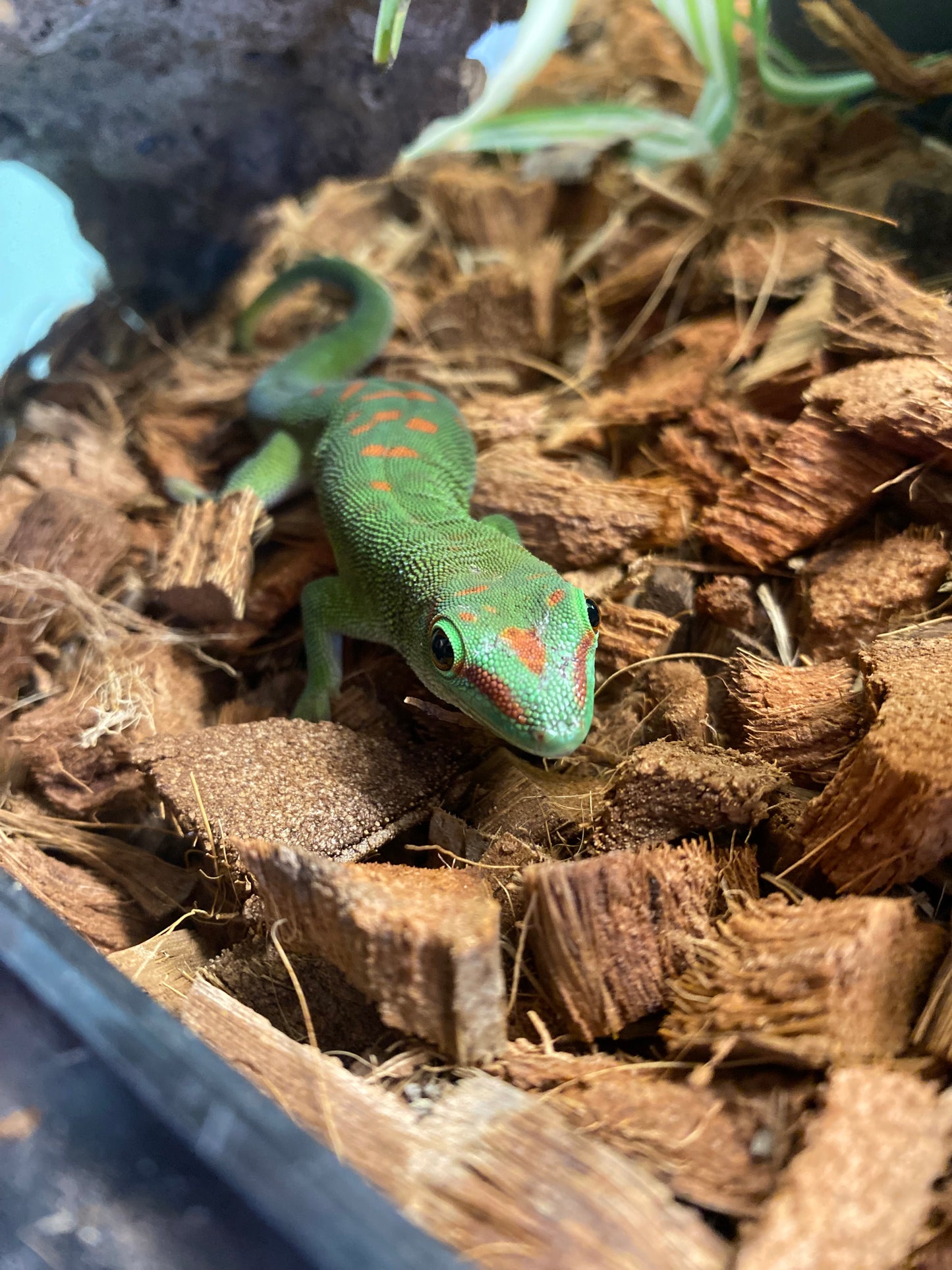 Day Gecko