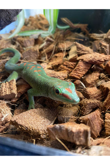 Day Gecko