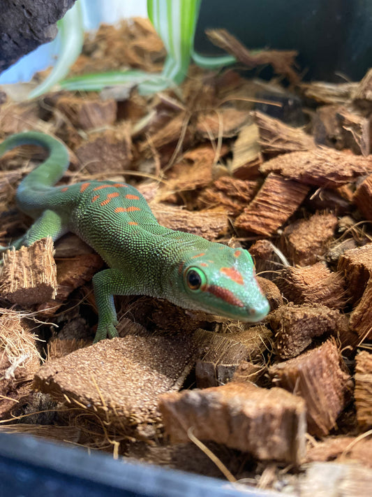 Day Gecko