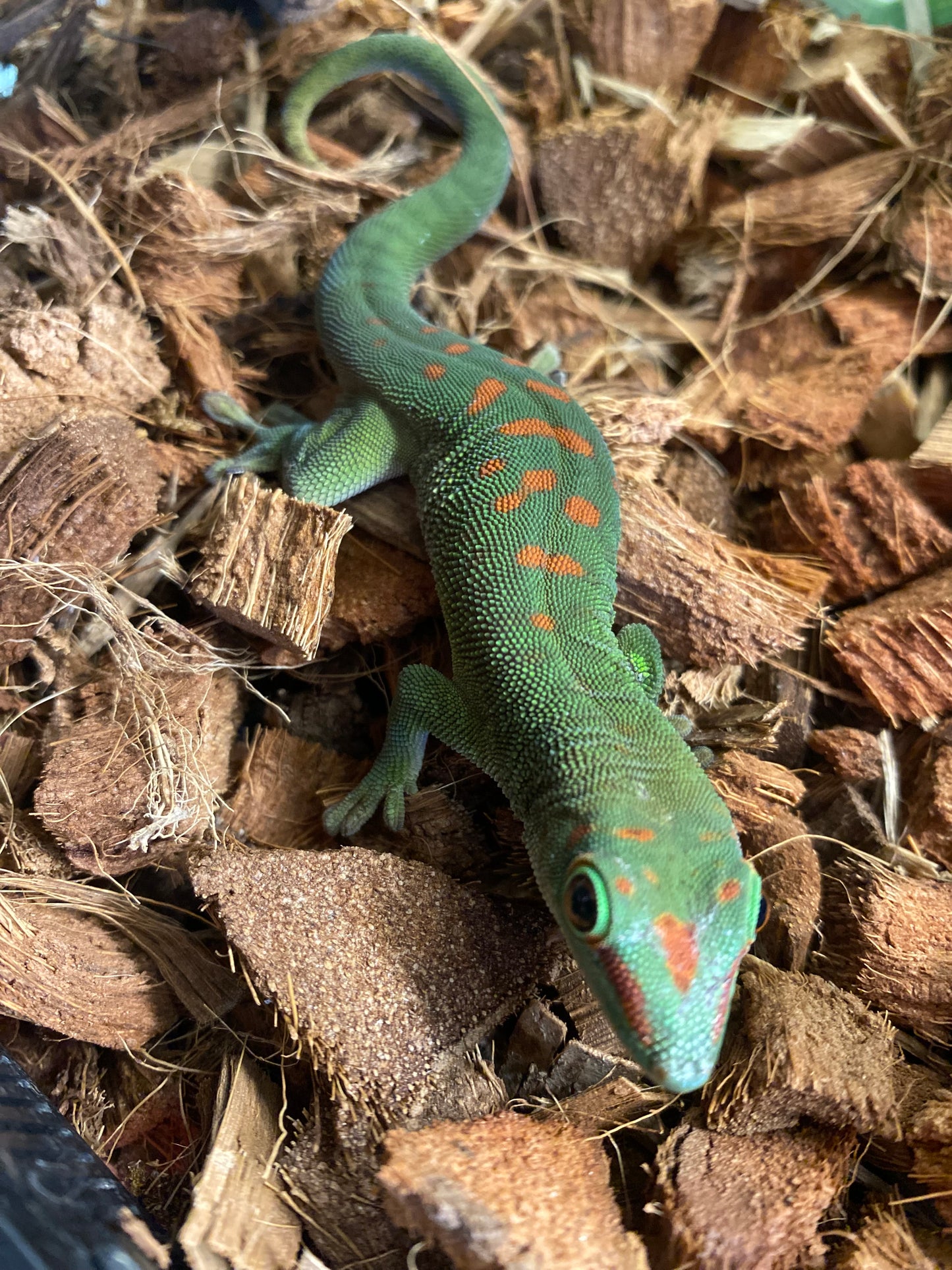 Day Gecko