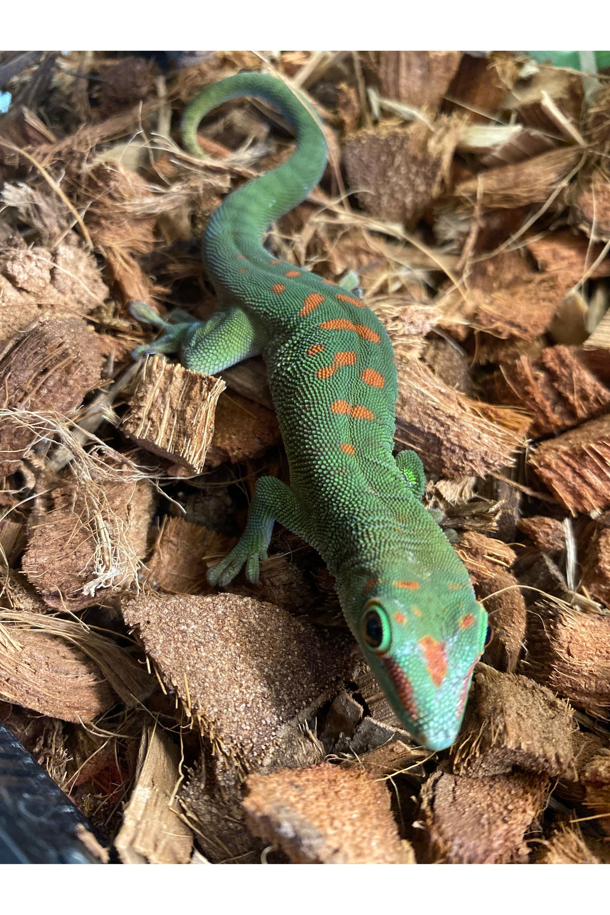 Day Gecko