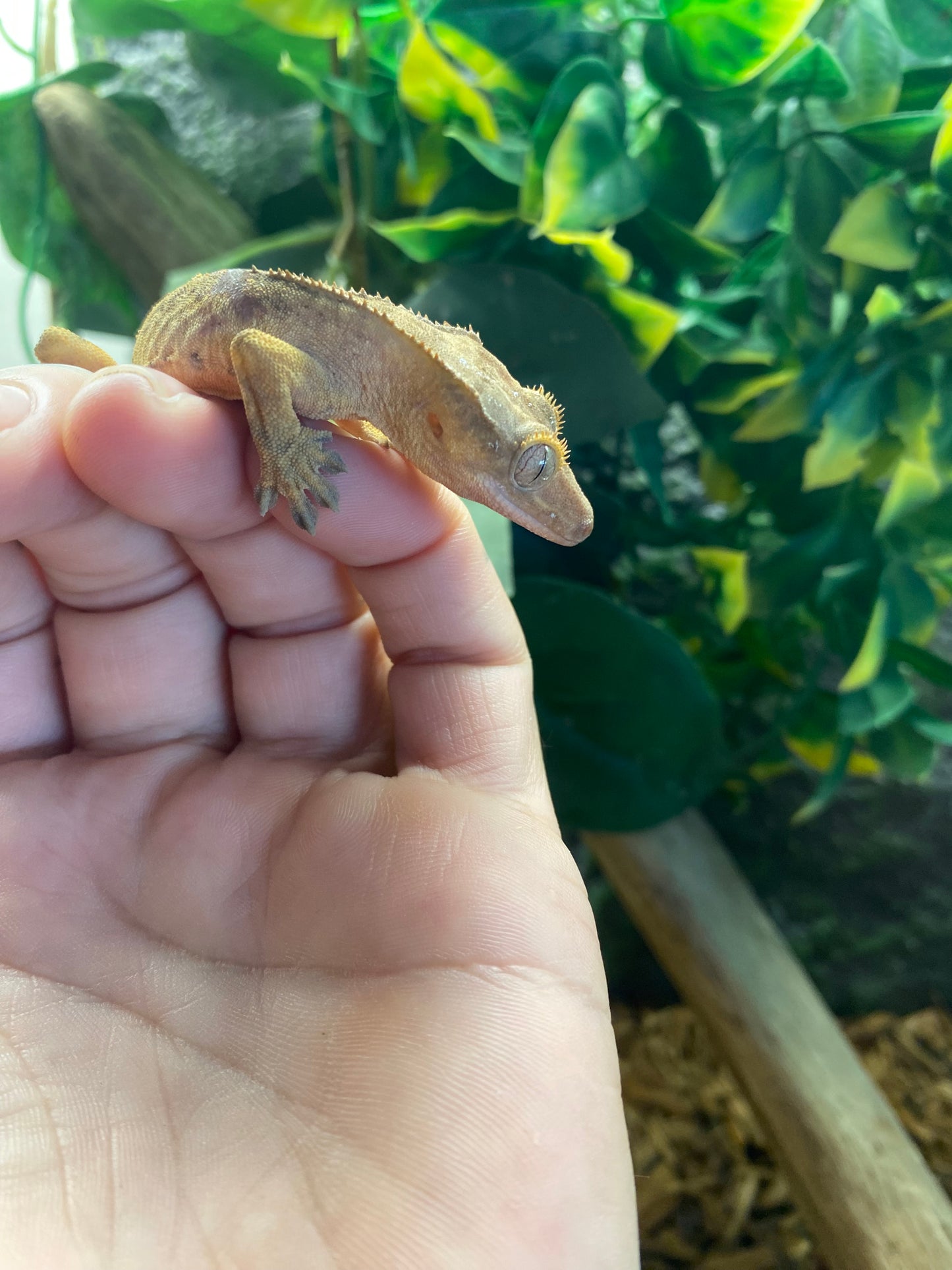 Crested Gecko