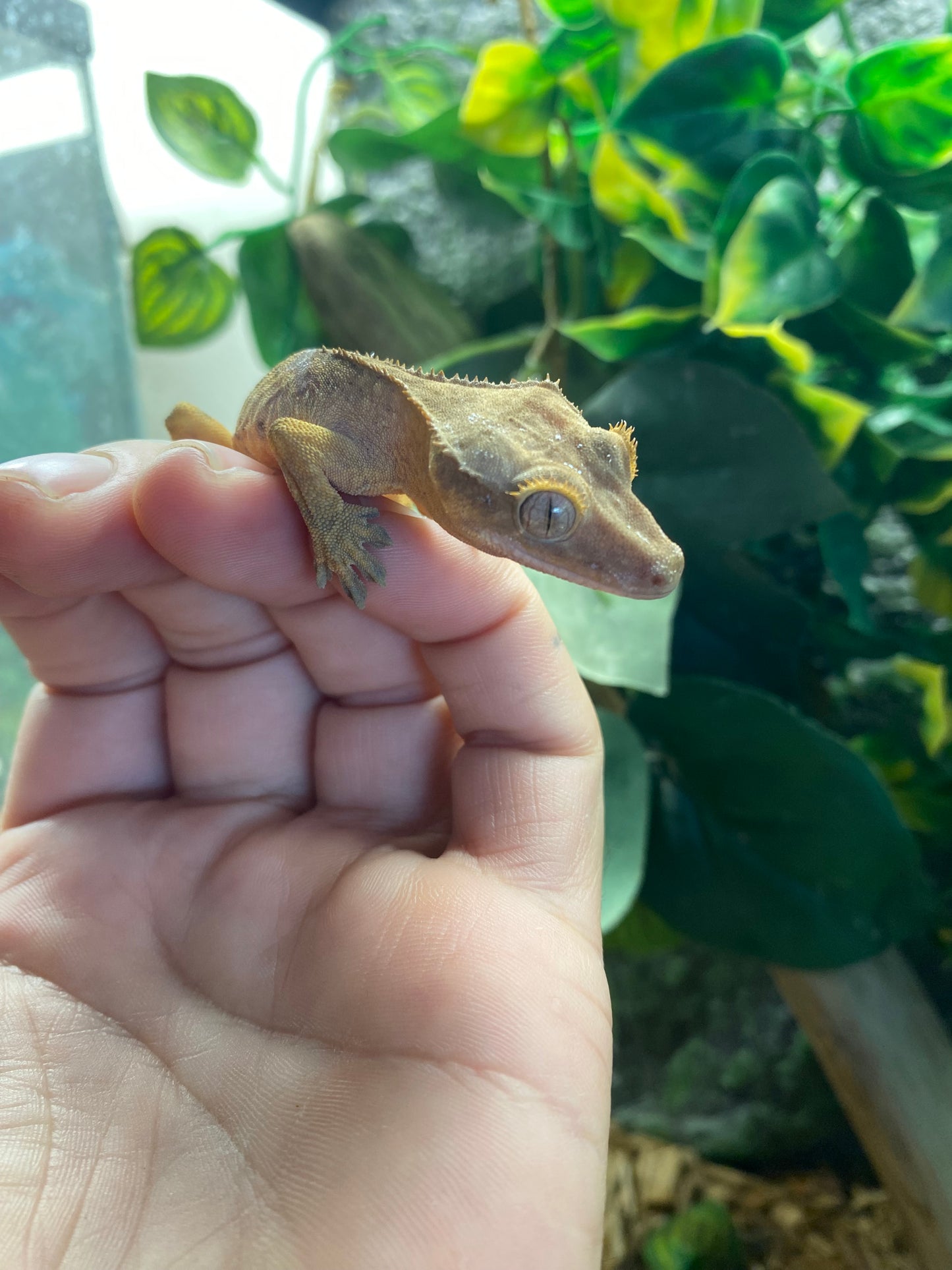 Crested Gecko