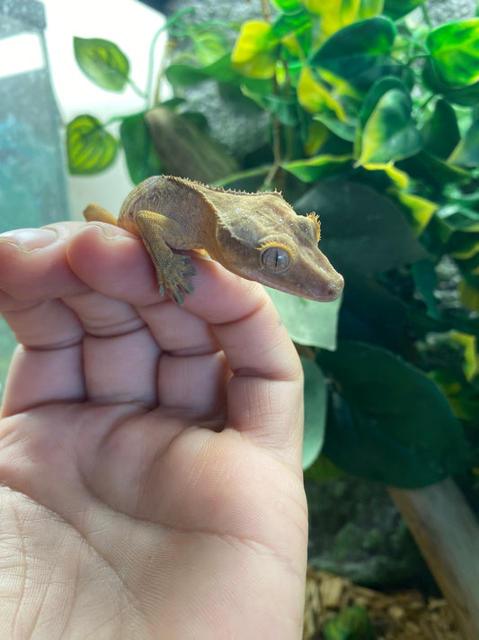 Crested Gecko