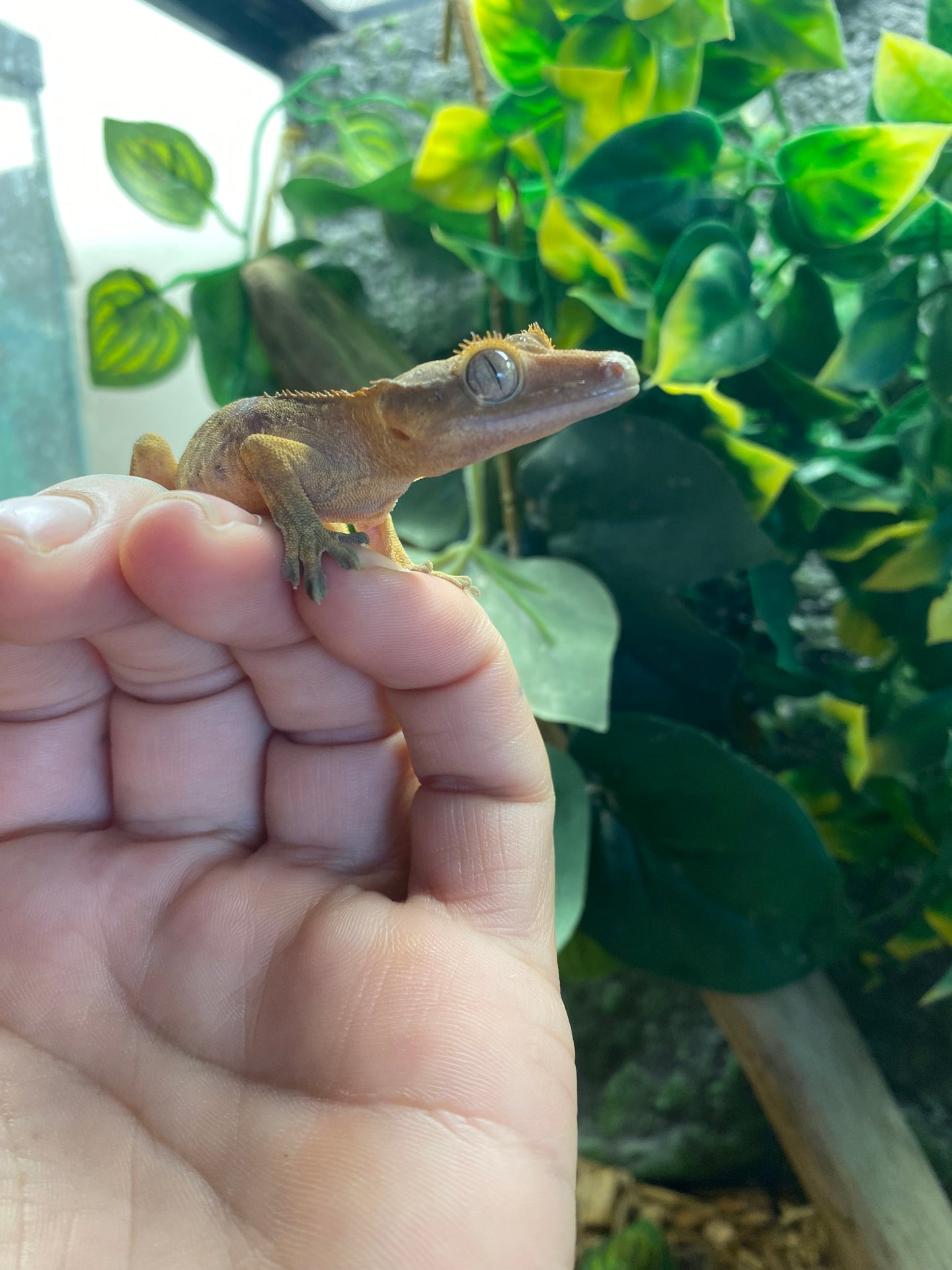 Crested Gecko