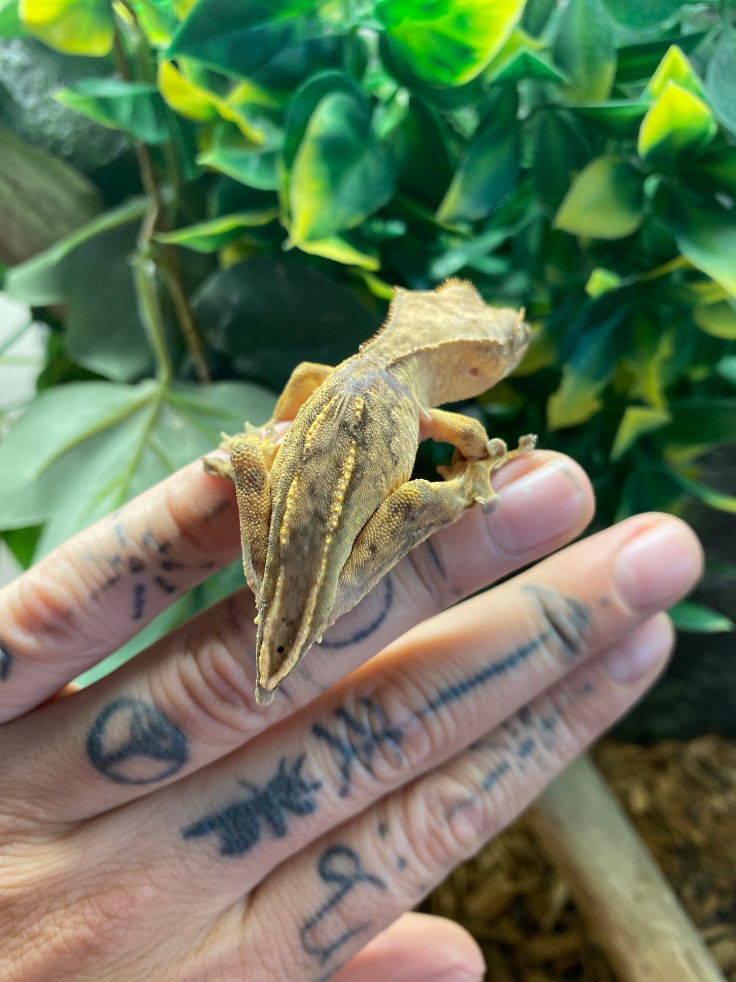Crested Gecko