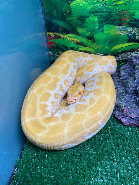 Pearl Burmese Python