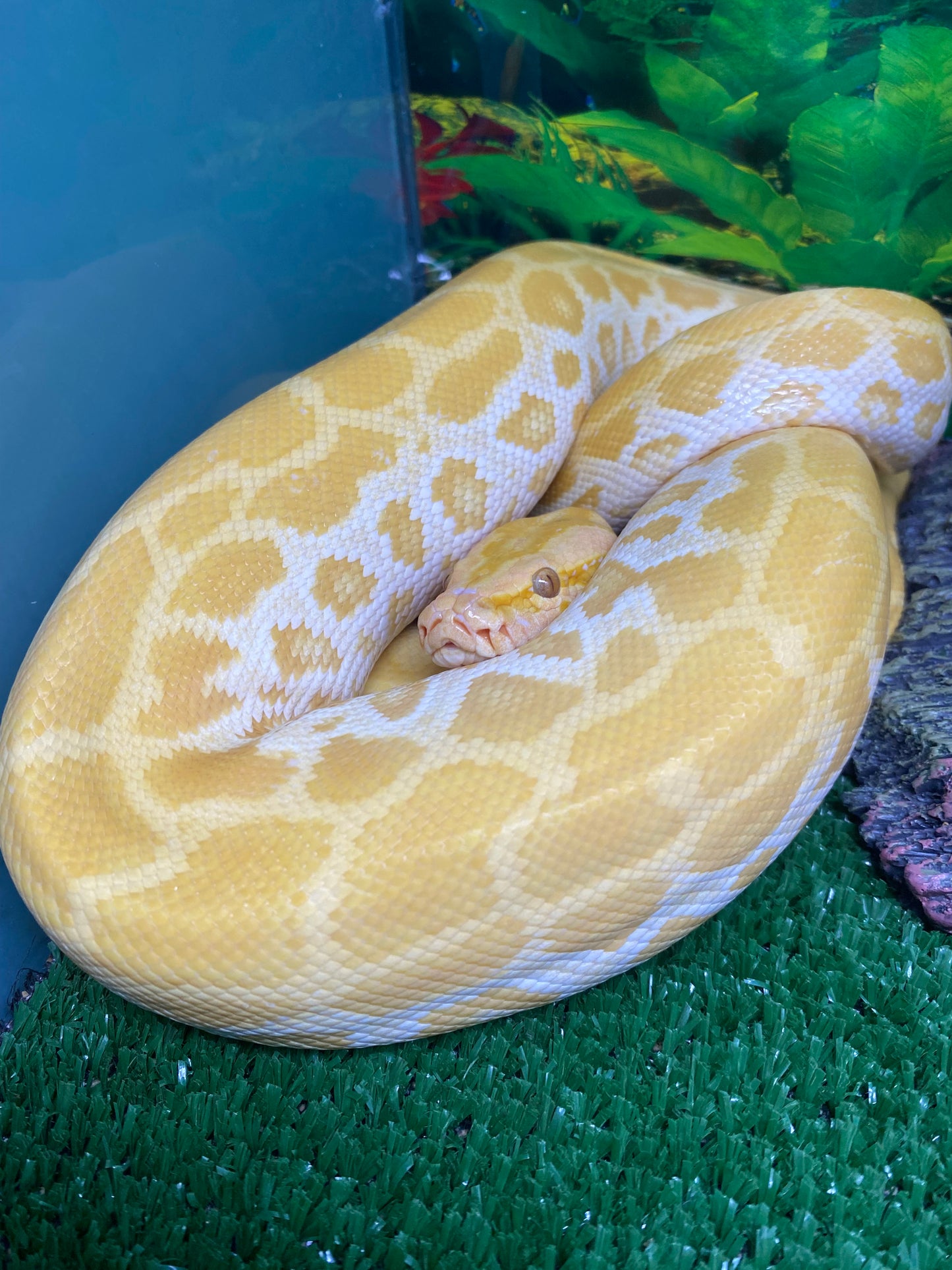 Pearl Burmese Python