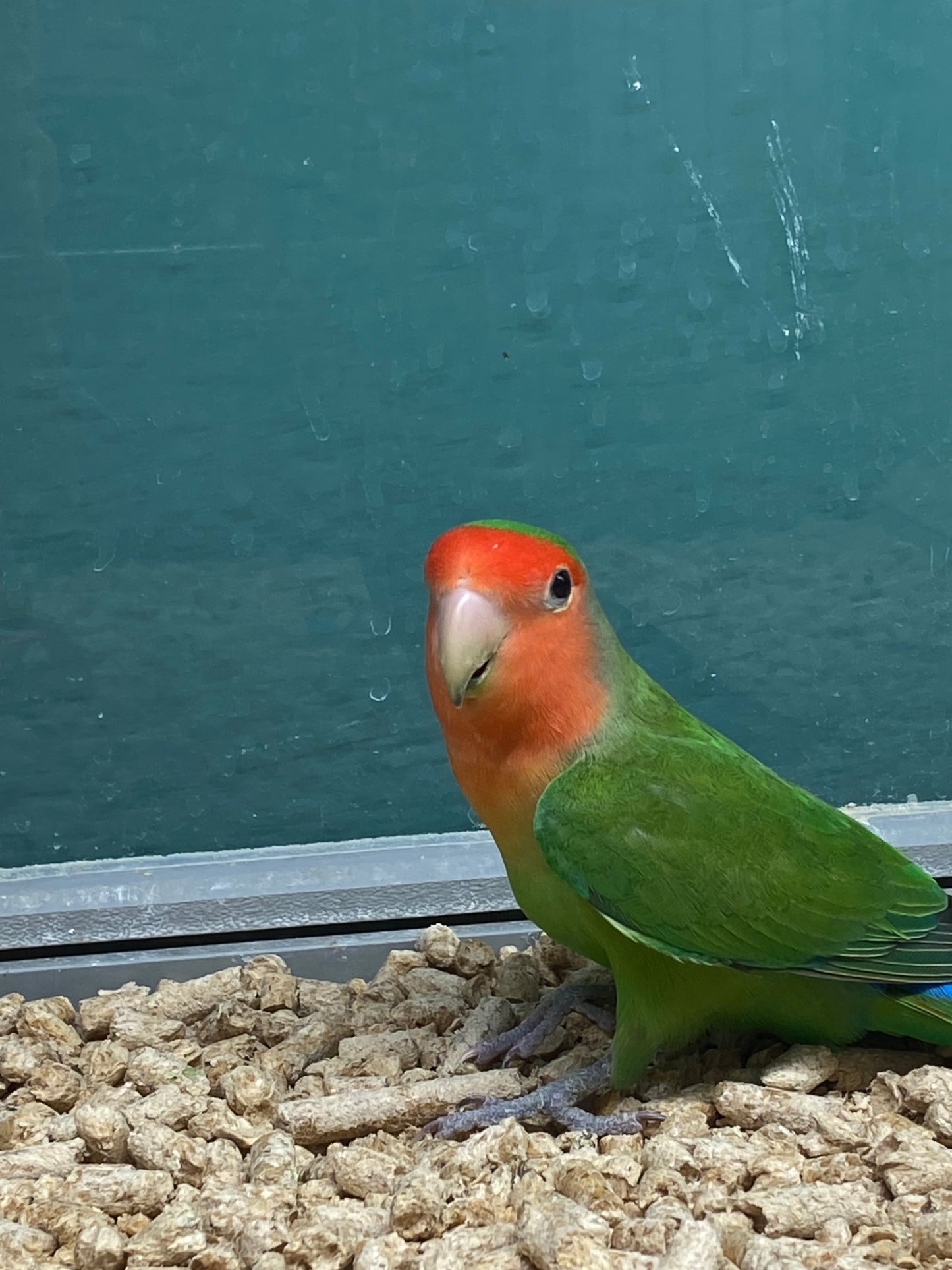 Peach-Faced Lovebird