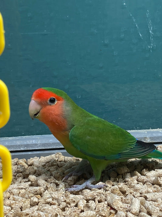 Peach-Faced Lovebird