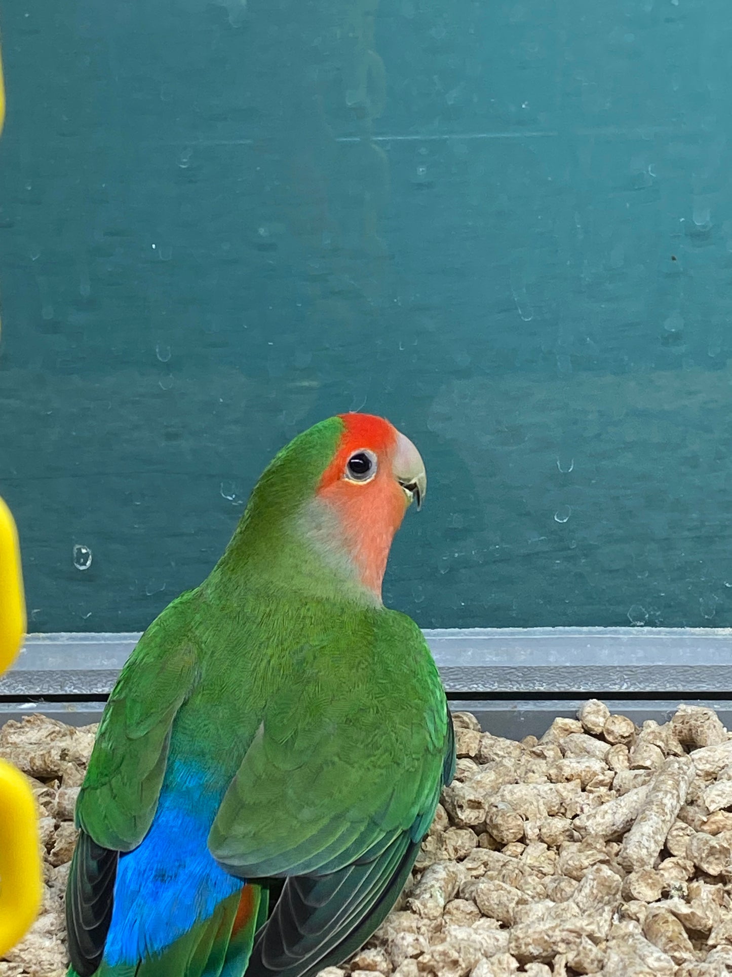 Peach-Faced Lovebird