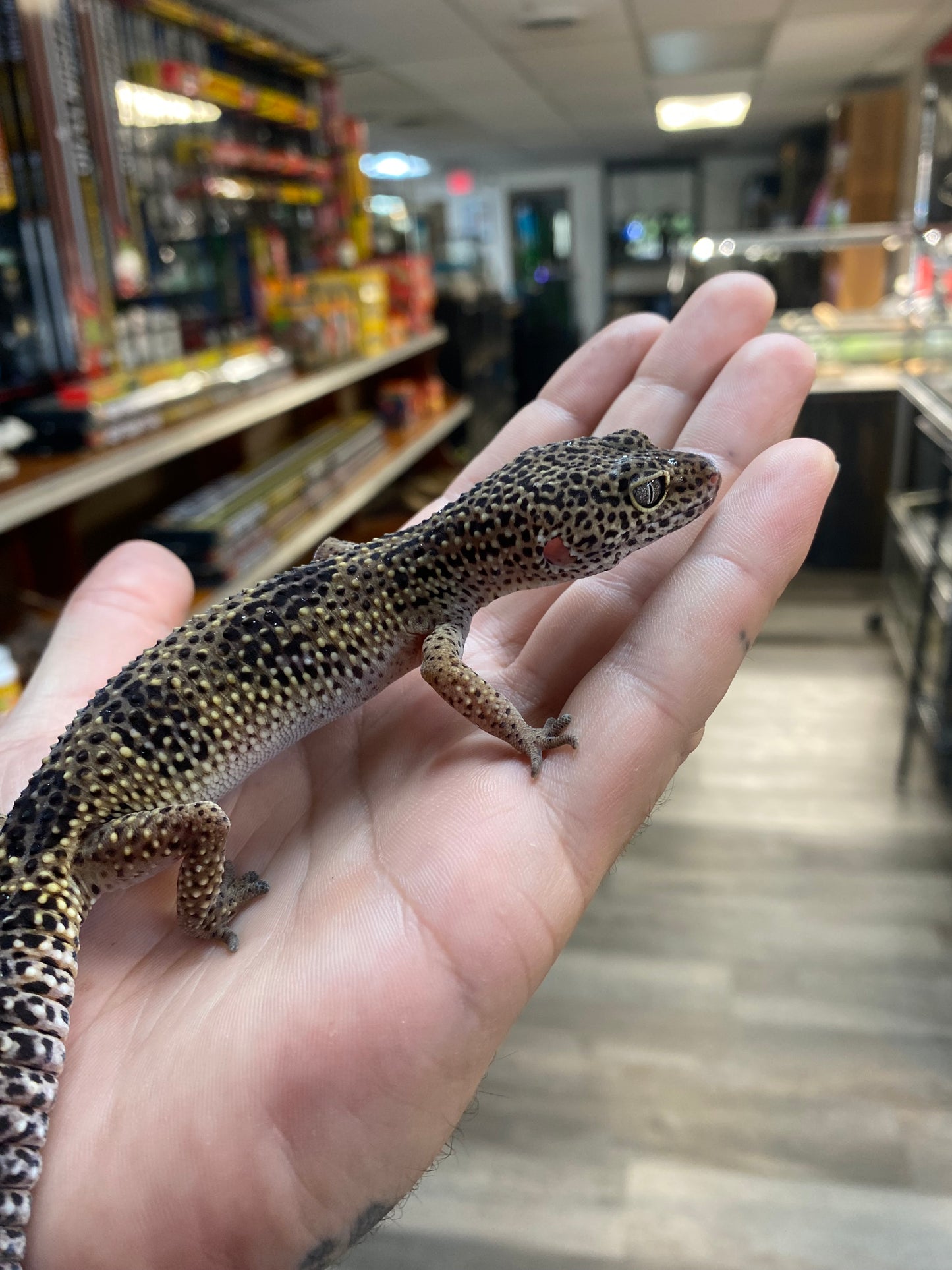 Leopard Gecko - Sub Adult