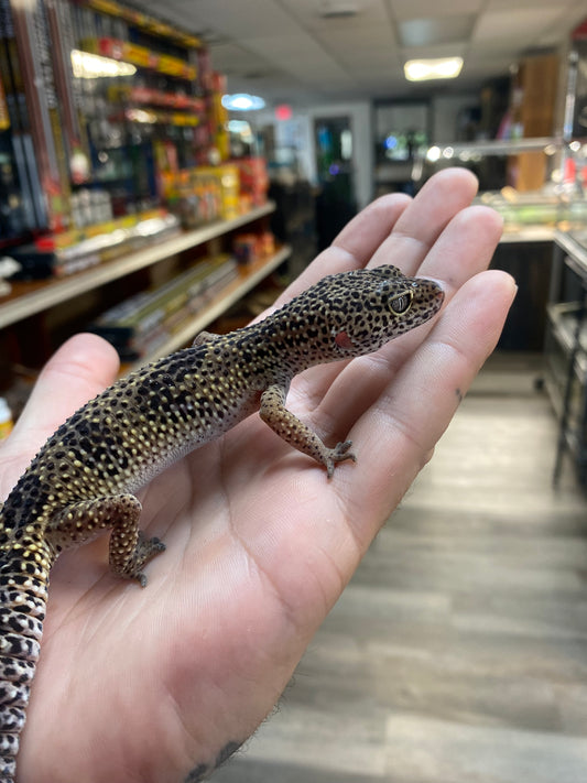 Leopard Gecko - Sub Adult