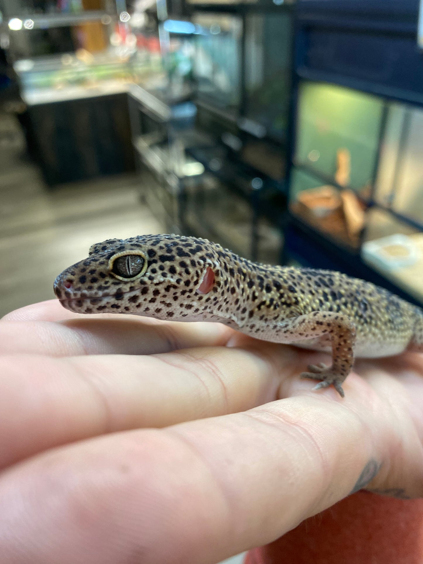 Leopard Gecko - Sub Adult