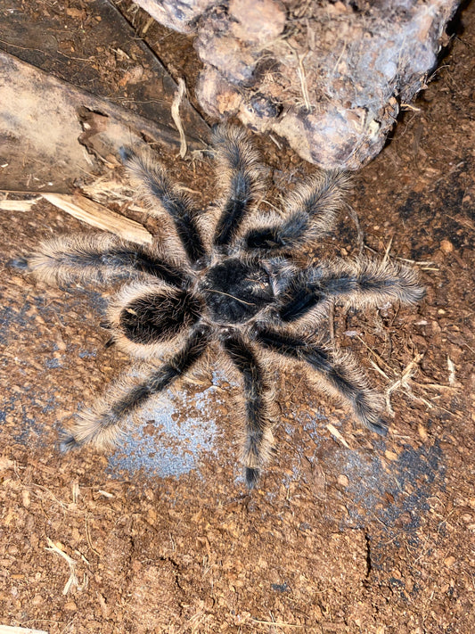 Curly Hair Tarantula