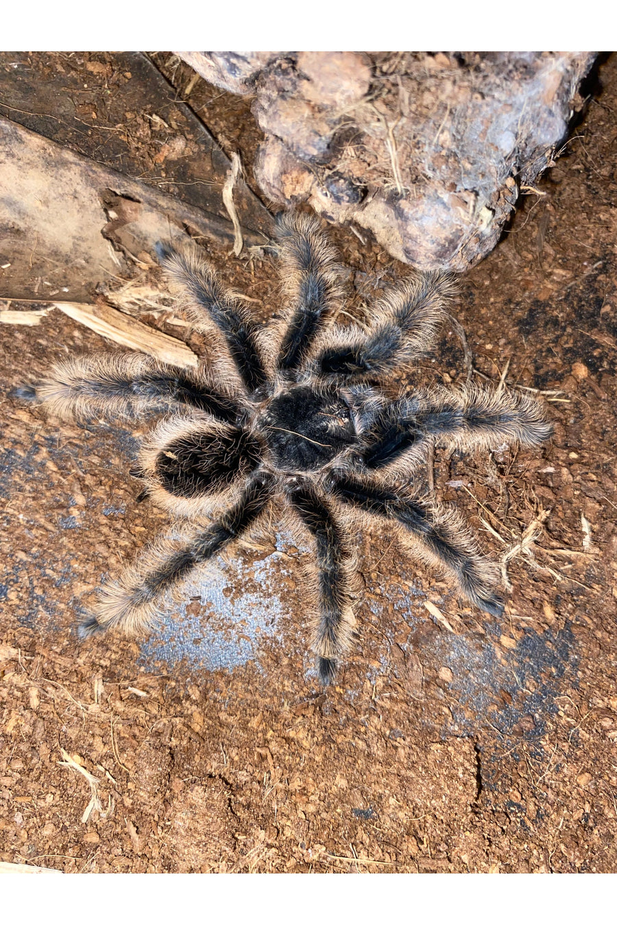 Curly Hair Tarantula
