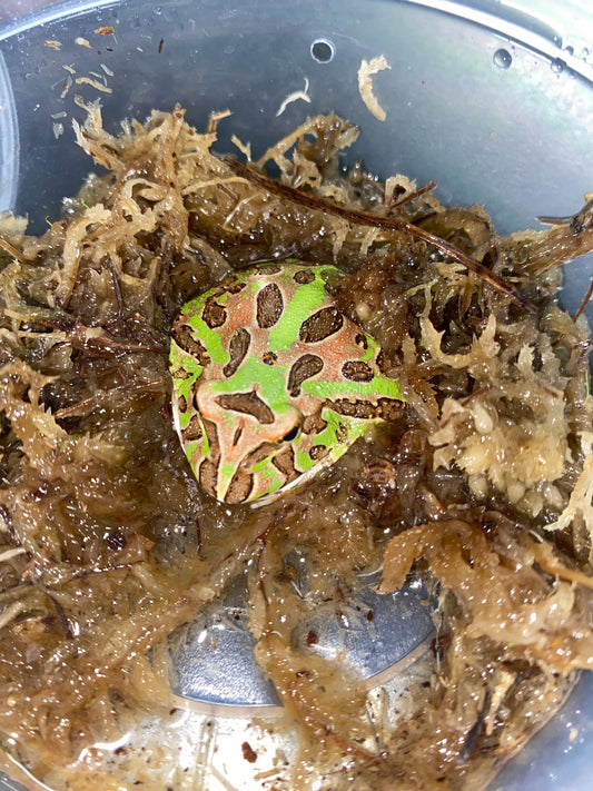 Green Pac-Man Frog