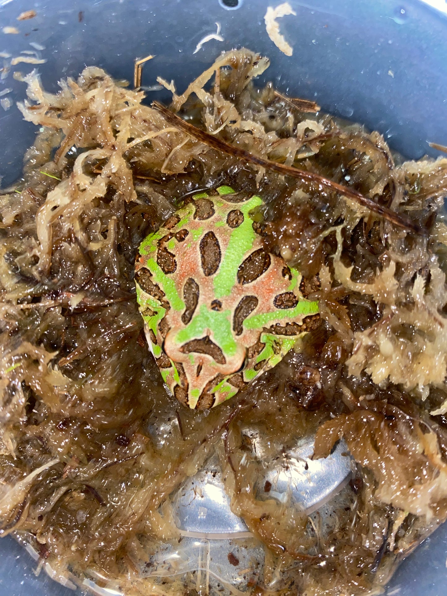 Green Pac-Man Frog